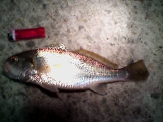 20090617015955.jpg