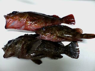 20090715035758.jpg