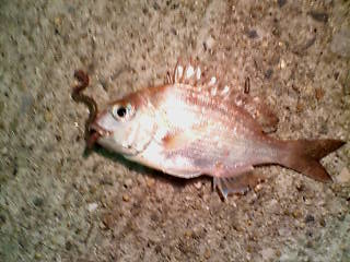20091014005436.jpg