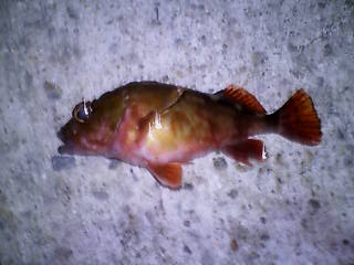 20100119234420.jpg
