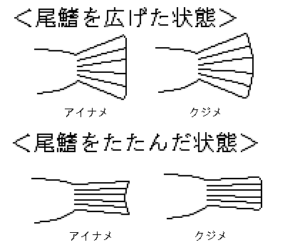 アイナメ・クジメの尾鰭.bmp