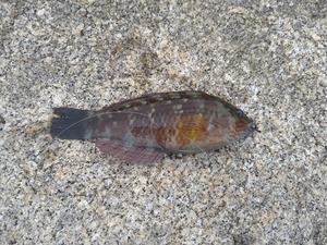 DSC_0515.jpg